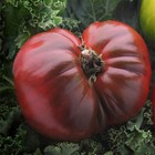 Black Krim Tomato Seeds   Heirloom   Non-gmo   Free Shipping   Seed Store   1034