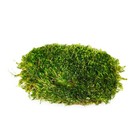Supermoss  21539  Mood Moss Preserved  200 8 Ounce  pack Of 1   Fresh Green