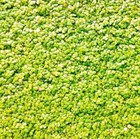 Duckweed Indoor Grown - Freshwater Aquatic Live Plants  Super Price      