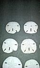 15 Sand Dollars Shells White Natural Sea Lot Various Sizes