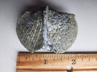 Pyritized Brachiopod Sylvania Ohio 2 X 1 1 2 X 1 Fossil