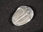 500 Million Year Old  Elrathia Trilobite Fossil From Cambrian Utah 6 84