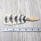 Rattlesnake Rattle With Skin Attached   1954       Taxidermy Diamondback Sidewin