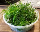 Guppy Grass     Fast-growing Live Plant     Buy 2 Get 1 Free     Great For Aquascaping