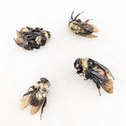Bumble Bee Lot Of 4 Specimens Craft Grade B Oddities Curiosities Crafting