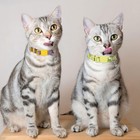 Azuza 4 Pack Breakaway Cat Collar With Bell  Quick Release Safe Buckle Adjust   
