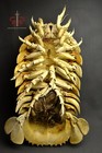 Museum-quality Real Bathynomus Giganteus Specimen  Rare Huge 43cm 17  Taxidermy