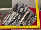        Nice Orthoceras Plate 11    X 8    Polished Devonian Fossils 6 Pounds 8 Ounces