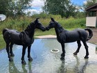 Estate Pair Large Cast Iron Horse Banks Doorstops- Beautiful Equestrian