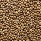 100  Pure Roasted Hemp Seeds Gluten-free Nongmo Organic Grown