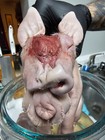 Cyclopian Pig Rare Taxidermy Oddity Curiosity Deformation Highend Piece Taxiderm