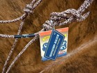 Weaver Equine Silvertip Transition Rope Halter With Sliding Ring