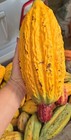 3 Live Cacao Plants   Theobroma Cacao   Chocolate Tree Appro  1  Feet Tall
