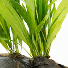 Microsorum On Driftwood  m  Live Plants Decoration Freshwater Tank Aquarium Fish