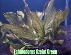Echinodorus Ozelelot Green Live Aquatic Plants Aquarium Plants Freshwater Aquari