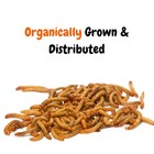 Live Mealworms - Grown Organic Meal Worms For Reptiles - 250 Bulk Feeder Insects