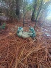 Basketry Caning Weaving  Long Leaf Pine Needles 8 Oz  5 Lb  For Crafts Avg 7-10 