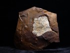 Brightly Veined Fossil Leaf  Morton Co   North Dakota