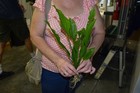 6  Large Amazon Sword Plant  Easy Aquarium Aquascaping Planted Tank Easy   
