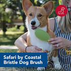 Pet Safari Bristle Dog Brush  Brush  Small  8  L X 2  W 