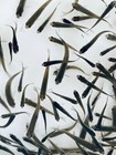 Black Fathead Minnows For Sale     Buy Live Minnows Online   Toledo Goldfish