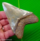 3 25   Megalodon Shark Tooth Beautiful Real Fossil Colorful Sharks Teeth