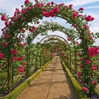 Metal Garden Arch Gothic Arbor Climbing Rose Plants Outdoor Archway Trellis 8ft