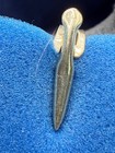 Vintage Abalone Tie Clip Silver Tone