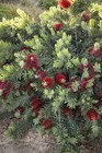 Bottlebrush Little John   2 Inch   Callistemon Citrinus   Low Maintenance Plant