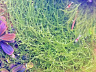 Spiky Moss Live Aquarium Moss Aquatic Plants Tropical Fish Tank