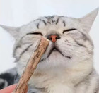 20pcs 4-6mm Catnip Chew Sticks  Natural Woodruff Cat Toys - For Teeth Cleaning  