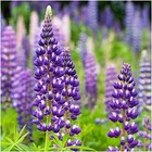 Perennial Wildflower Seed Mix - 30 000 Seeds - 2 Ounce Perennial