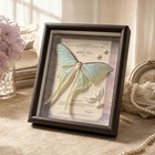 Real Luna Moth Framed Nature Art Shadow Box Handmade Romantic Wall Decor 15x20cm