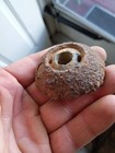 Civil War Parrot Nose With Fuse Adaptor