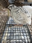 24 Farm Fresh Jumbo Coturnix Quail Hatching Eggs  Mixed Color Genetics  