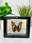 Real Butterfly In Black Frame Double Glass A  Grade Specimen 