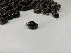200 Nassarius Live Saltwater Snails Fish Tank Aquarium Filter Sump Cleaner