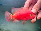 High Quality Super Red Monkey Srm Flowerhorn  Pnpv Gen - Male Fish Size 7-9cm