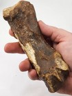 Coelodonta Antiquitatis Right Foot Lateral Phalange Fossil - North Sea - Ice Age
