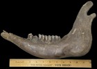 Bison Antiquus Jawbone