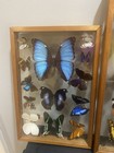 Vintage Real Butterfly Specimen Collection Framed Shadow Box Display Set