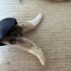 A Superb Early Papua New Guinea Shell   Dog Teeth Chest Ornament - Oceanic Art