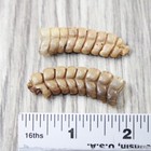2 Rattlesnake Rattles   6157    Taxidermy Diamondback Sidewinder