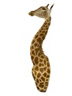 New  Giraffe Taxidermy Shoulder Mount In Excellent Condition For All Interiors