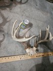 Wild 11 Point Whitetail Deer Antler Rack Horn Skull Plate Mount Man Cave    