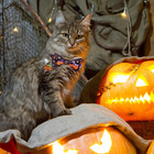 4 Pack Halloween Cat Collar With Bow Tie And Bell breakaway Kitten Collar For Gi