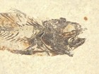 Wow Nice  Two Species  Mioplosus   Knightia Fish Fossil From Wyoming 1333gr