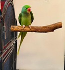 Polly s Hardwood Bird Perch  X-large For Large Parrots Cockatoos Amazons