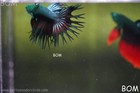 Rare Hulk  I Green Eyed Live Betta Male Crown Tail Green Emerald   Bom-a673