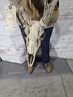 Wild 9 Point Whitetail Deer Antler Rack Horn Skull European Mount Man Cave 121 